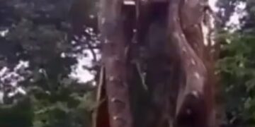 Una anaconda de 10 metros y 450 kilos apareció mientras removían la tierra