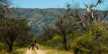 Premian la conservación del bosque nativo