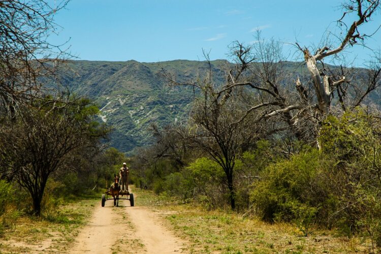 Premian la conservación del bosque nativo