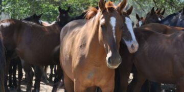 Confirman la primer muerte por encefalitis equina del oeste en Córdoba