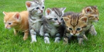 Día Internacional del Gato: mitos y verdades sobre esta especie maravillosa
