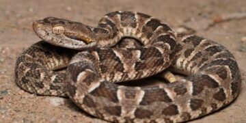 Una mujer quedó internada tras ser mordida por una serpiente mientras hacía trekking