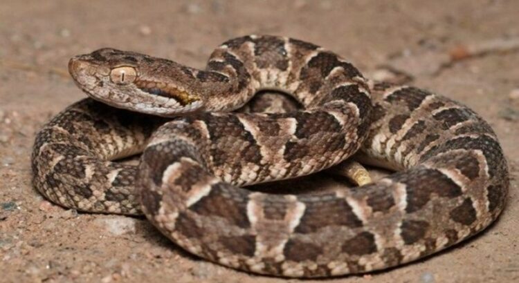 Una mujer quedó internada tras ser mordida por una serpiente mientras hacía trekking Una mujer quedó internada tras ser mordida por una serpiente mientras hacía trekking