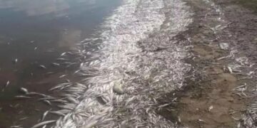 Las altas temperaturas causaron la muerte de miles de peces en el dique de Cruz del Eje