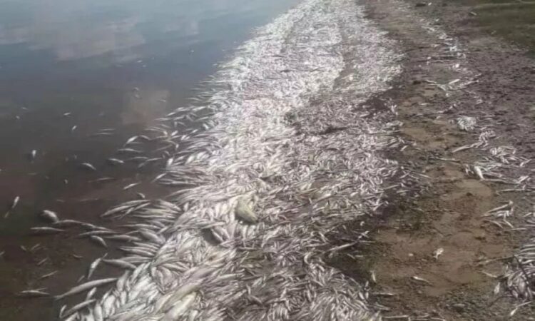 Las altas temperaturas causaron la muerte de miles de peces en el dique de Cruz del Eje