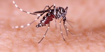 Se reportaron 8.629 nuevos casos de dengue en la última semana en Córdoba