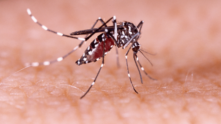 En la última semana se registraron 4.752 nuevos casos de dengue en Córdoba