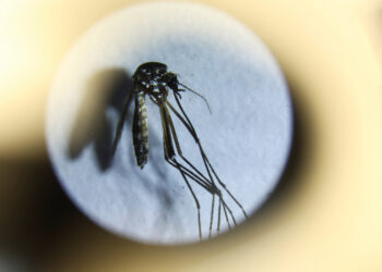 Brote histórico de dengue: los ministros de Salud de las provincias se reúnen con el Gobierno