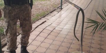 Capturaron una culebra en pleno centro