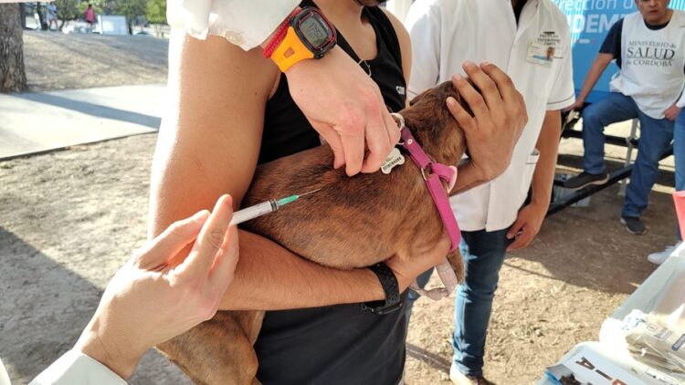 Vacunarán contra la rabia de manera gratuita en el Parque de las Tejas