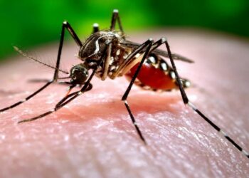 Dengue: en Buenos Aires los casos se duplicaron en una semana y en Córdoba y Rosario los contagios no se detienen