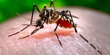 Dengue: en Buenos Aires los casos se duplicaron en una semana y en Córdoba y Rosario los contagios no se detienen