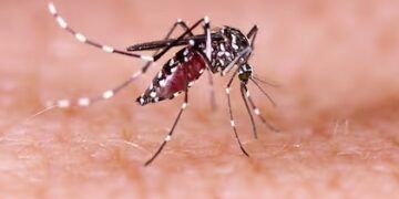 Se duplicaron los casos de dengue en todo el país
