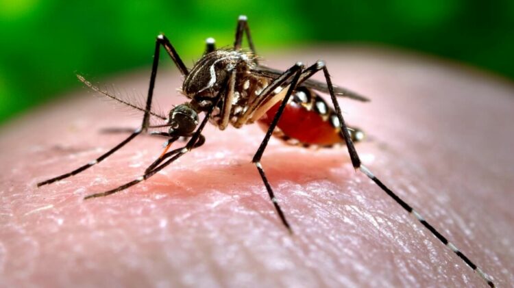 Se registraron cinco nuevas muertes por dengue en Córdoba, San Luis y Santa Fe