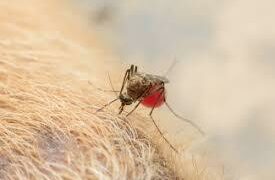 Dengue y mascotas: ¿los perros y gatos pueden contraer la enfermedad?