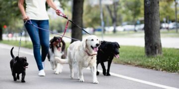 Lanzan un sistema para conocer la formación de paseadores y cuidadores de mascotas