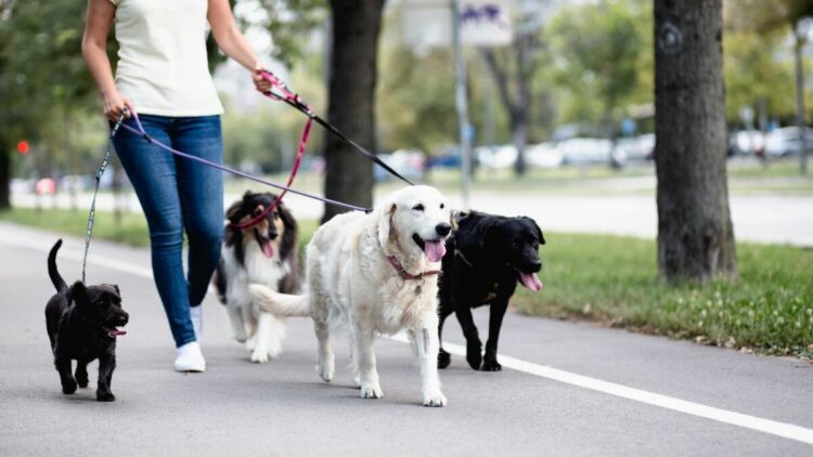 Lanzan un sistema para conocer la formación de paseadores y cuidadores de mascotas