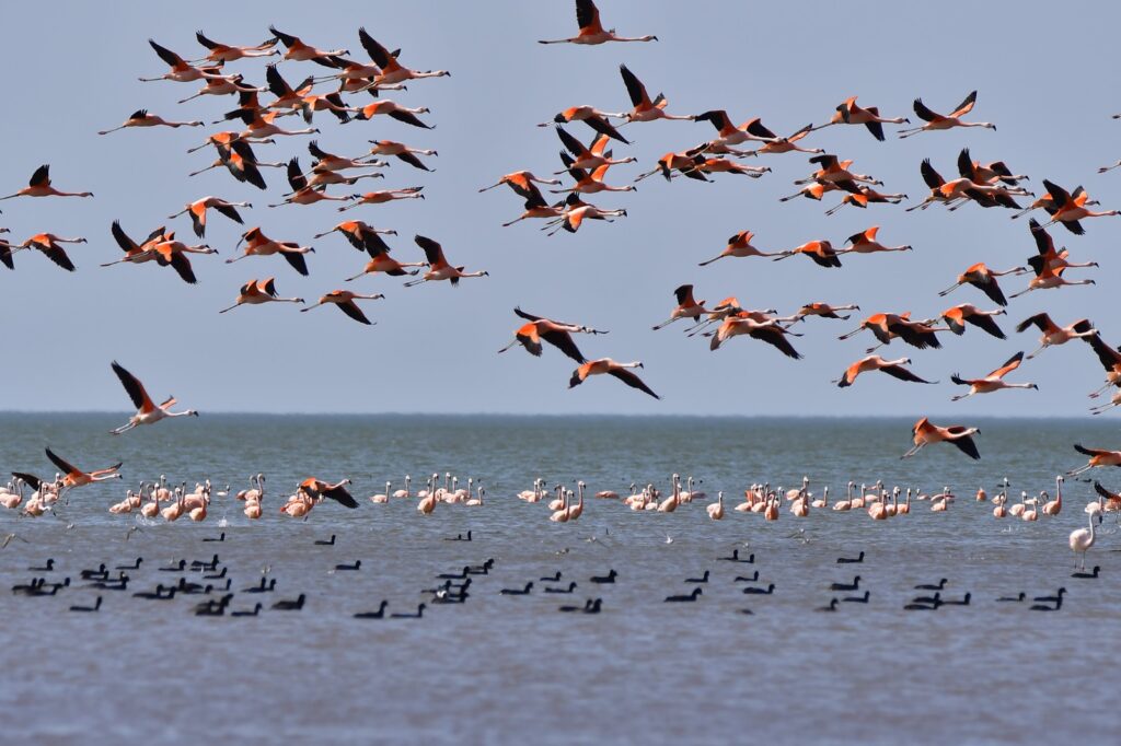 Realizaron un censo aéreo de flamencos en la laguna Mar Chiquita