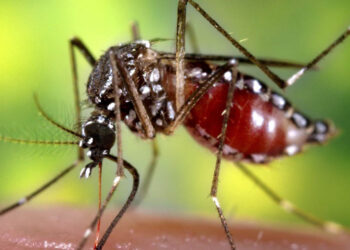 Abren la importación de repelentes y suspenden por 30 días la intervención de la Anmat