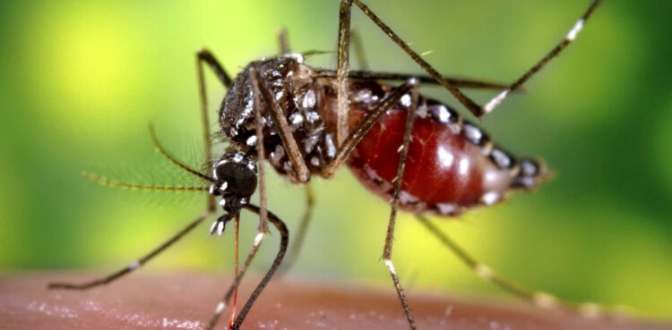 Preocupa el aumento de casos de dengue en Argentina