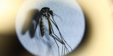 Especialistas advierten que el cambio climático provocó el brote de dengue en América Latina