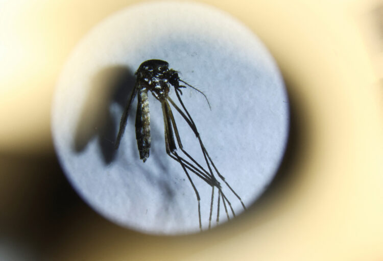 Especialistas advierten que el cambio climático provocó el brote de dengue en América Latina