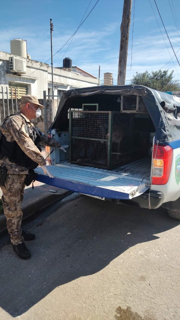 Policía ambiental rescató 15 animales domésticos en estado de abandono