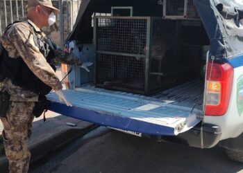 Policía ambiental rescató 15 animales domésticos en estado de abandono