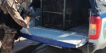 Policía ambiental rescató 15 animales domésticos en estado de abandono