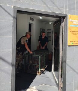 Policía ambiental rescató 15 animales domésticos en estado de abandono