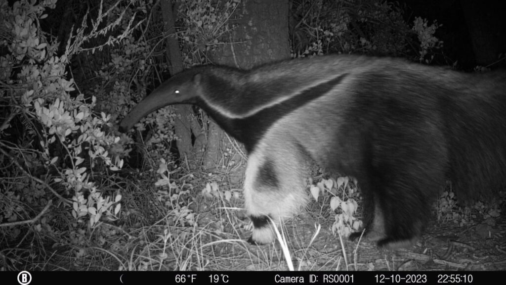 Registraron por primera vez un oso hormiguero en el Parque Nacional Ansenuza