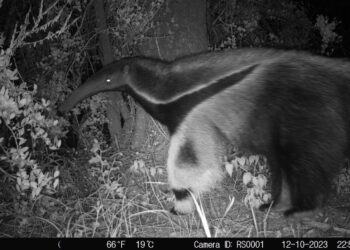Registraron por primera vez un oso hormiguero en el Parque Nacional Ansenuza