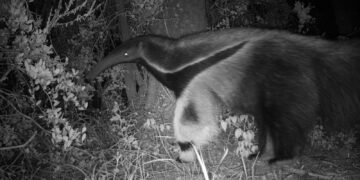Registraron por primera vez un oso hormiguero en el Parque Nacional Ansenuza