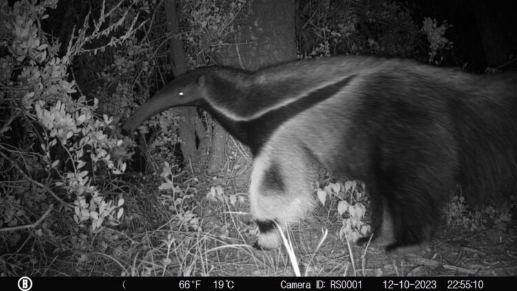 Registraron por primera vez un oso hormiguero en el Parque Nacional Ansenuza