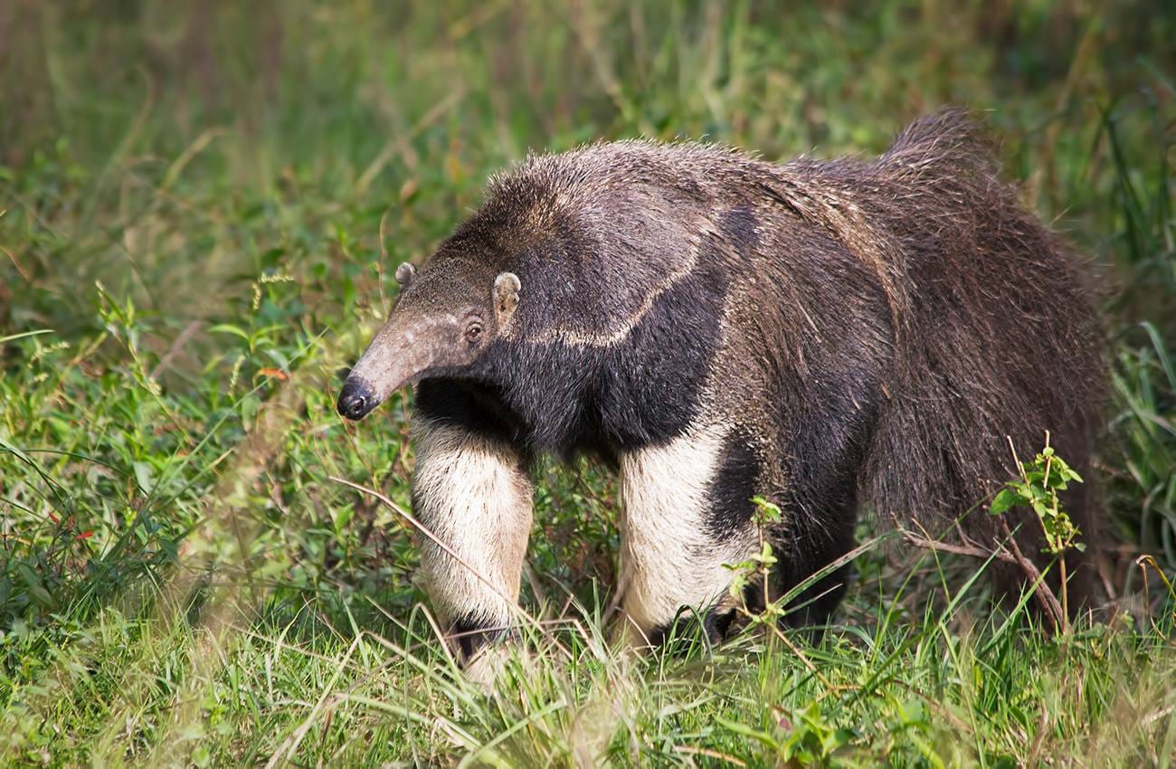 Registraron por primera vez un oso hormiguero en el Parque Nacional Ansenuza