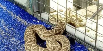 Jugaban al pádel y los sorprendió una yarará de gran tamaño