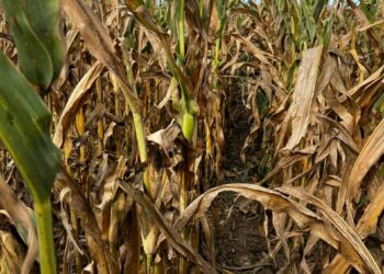 Pérdida millonaria en Córdoba por el avance de la chicharrita en los cultivos de maíz