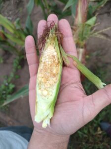 Pérdida millonaria en Córdoba por el avance de la chicharrita en los cultivos de maíz