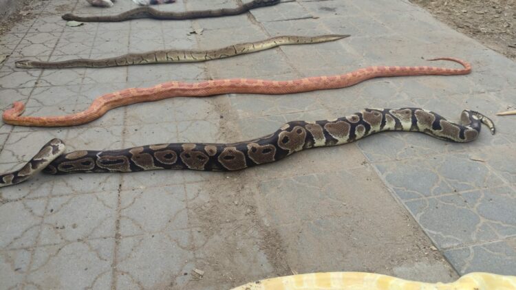 Cinco serpientes exóticas y más de 21 ratones sin vida en un contenedor de barrio Jardín