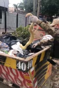 Cinco serpientes exóticas y más de 21 ratones sin vida en un contenedor de barrio Jardín