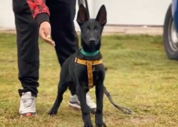 En el Día del Animal, nacieron siete cachorros por inseminación artificial en la División Canes