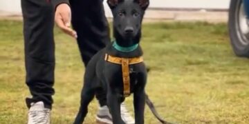 En el Día del Animal, nacieron siete cachorros por inseminación artificial en la División Canes