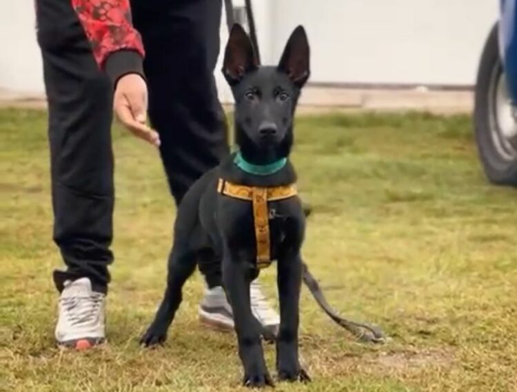 En el Día del Animal, nacieron siete cachorros por inseminación artificial en la División Canes