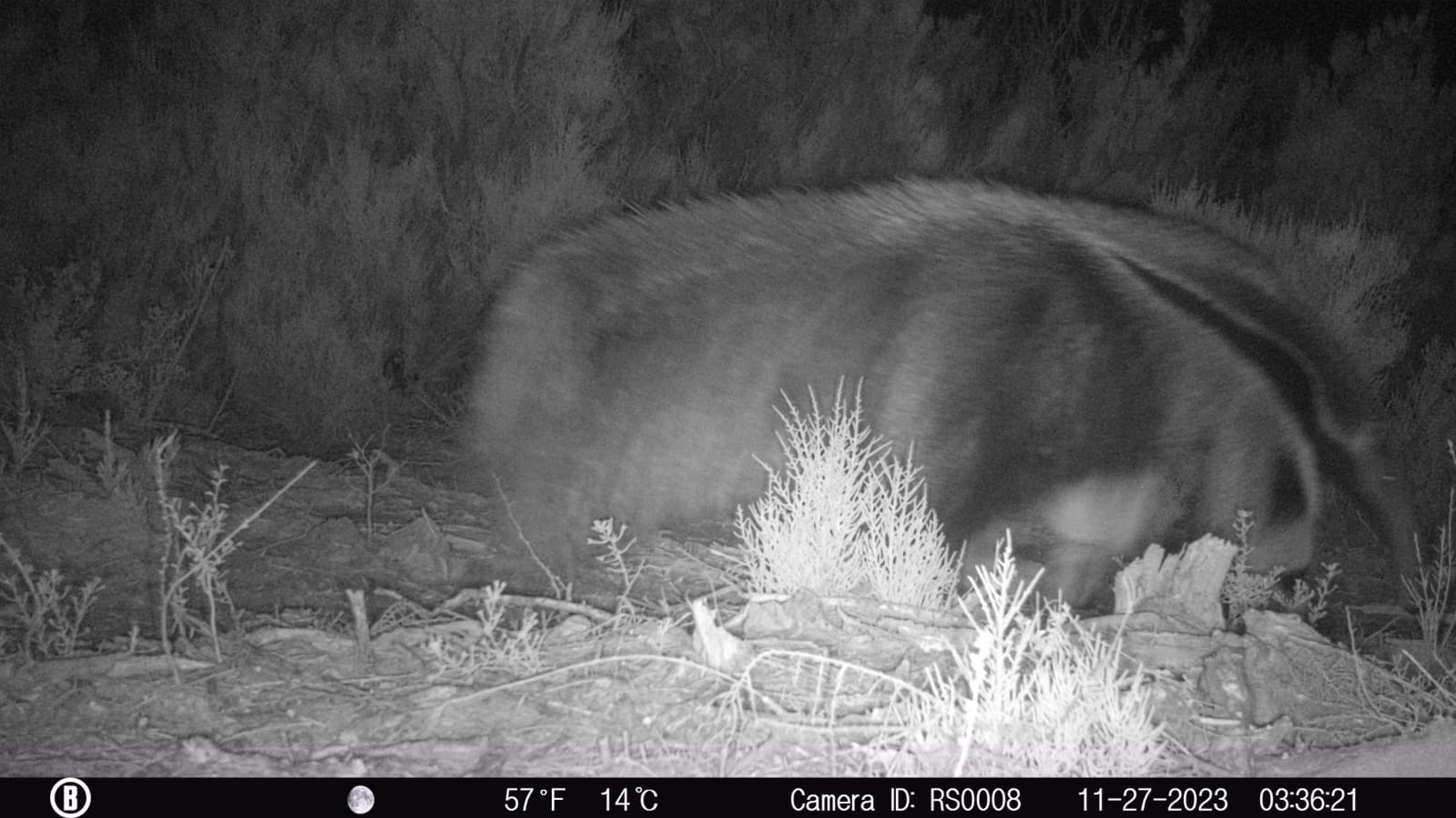 Registraron por primera vez un oso hormiguero en el Parque Nacional Ansenuza