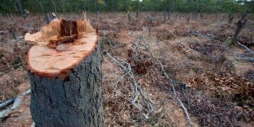 Alertante suba de la deforestación en todo el mundo