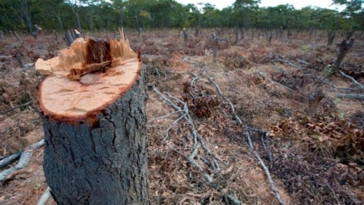 Alertante suba de la deforestación en todo el mundo