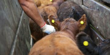 La vacuna antiaftosa de Argentina es de «clase mundial»