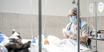 Perros peligrosos: otorgarán turnos de castración gratuitos