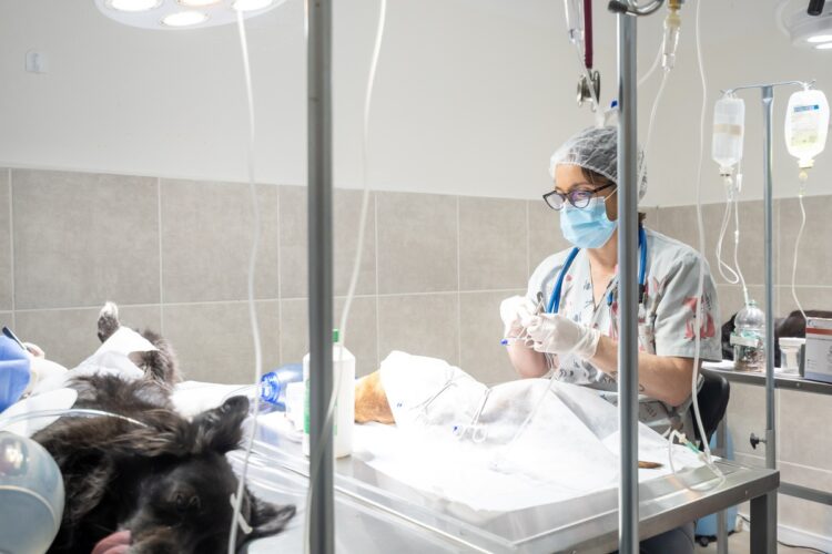 Perros peligrosos: otorgarán turnos de castración gratuitos