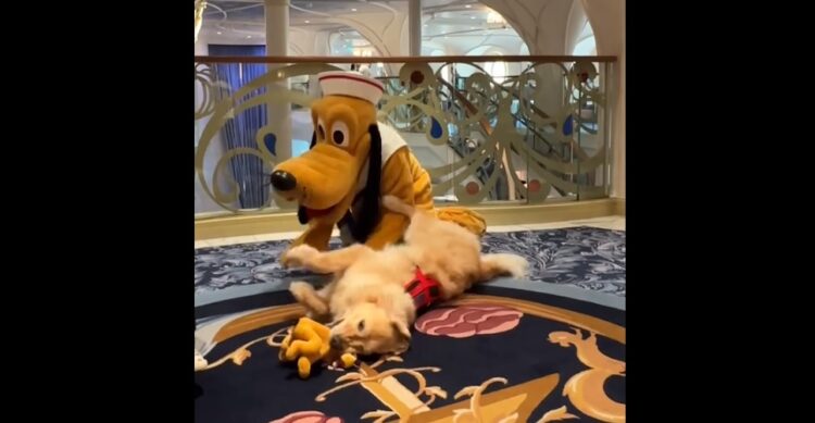 Un perro fanático de Pluto se encontró con su ídolo y se volvió loco de la alegría